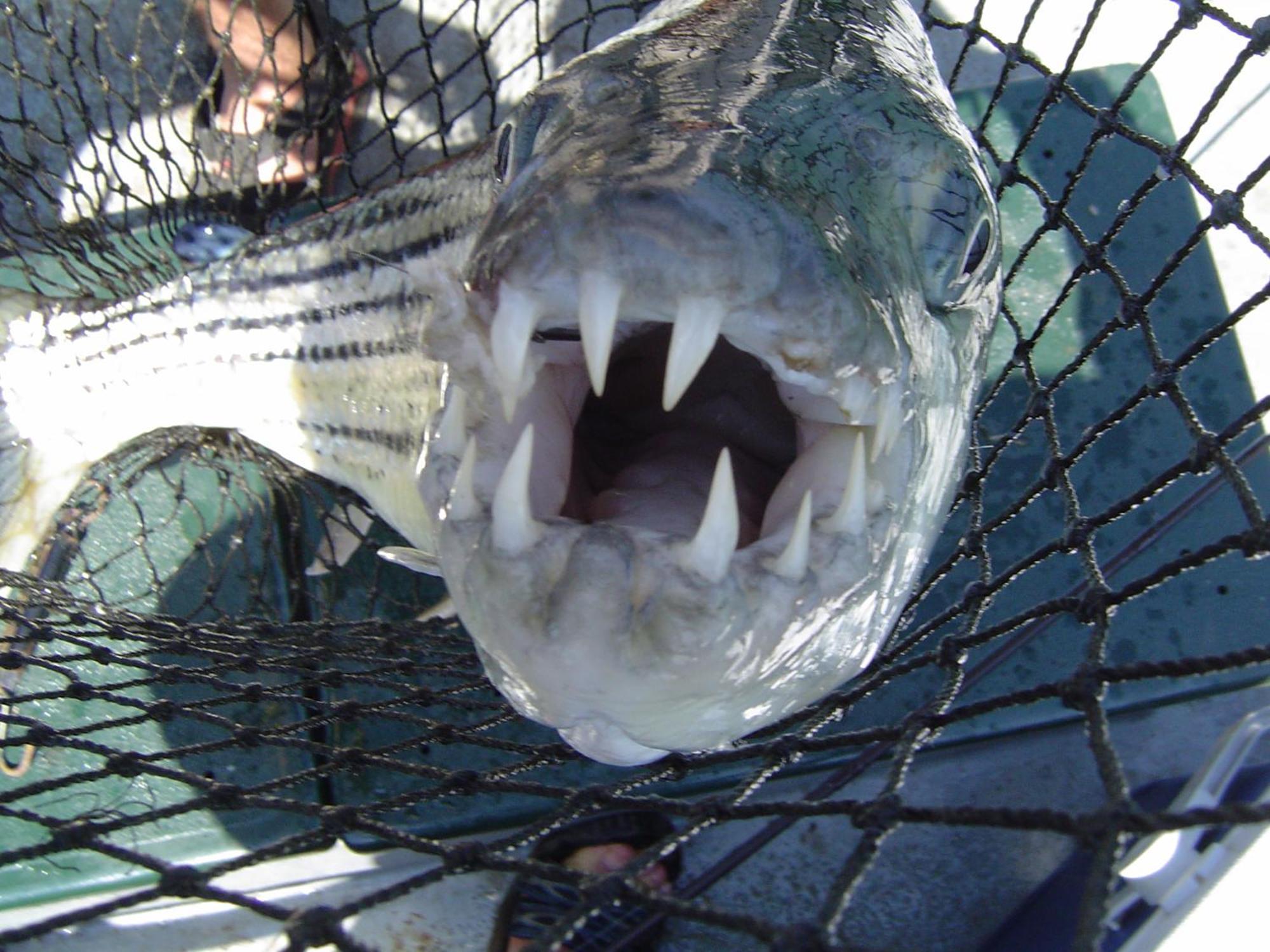 Shayamoya Tiger Fishing And Game Lodge Pongola Exterior foto